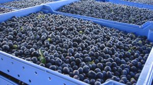 Marruecos podría ampliar su calendario comercial para las exportaciones de arándanos