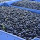 Marruecos podría ampliar su calendario comercial para las exportaciones de arándanos