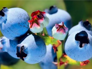 Agroexportaciones de Colombia sumaron más de US$7 mil millones en 2020