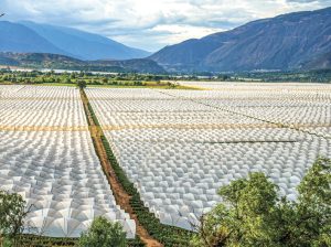 Arándanos de buen rendimiento y sabor crecen bajo plástico en Caraz