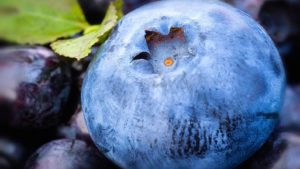 Exportaciones de arándanos congelados de Perú se duplicaron desde 2018