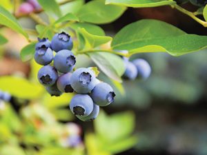 Exportaciones de arándanos de Andalucía crecen 17,2% en volumen y 22,3% en valor