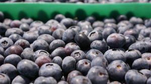 Exportación de arándanos colombianos presentó una reducción del 23%