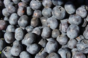El International Blueberry Summit se realizará en Perú el 2021