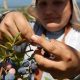 Situación de la mano de obra agrícola en Chile y perspectivas a futuro