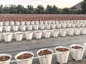 Todo lo que hay que tener en cuenta para instalar un huerto de arándanos en maceta