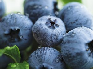 El arándano peruano sigue quebrando sus récords