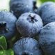 Perú: Exportaciones de arándanos crecen en volumen 45% al inicio de la campaña