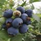 Hemisferio Sur aumenta 18% los envíos de arándanos