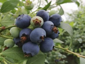 Analizan impacto en la implementación del system approach para arándanos de Ñuble y Biobío