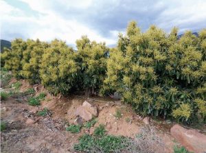 Fluctuación poblacional de la arañita roja Oligonichus Sp. en árboles de palto Hass