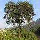 Investigan potencialidad del genoma nuclear del árbol de la quina