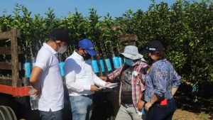 Cítricos: se entregaron 3,250 árboles certificados a productores del Atlántico