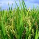 INIA difunde tecnología de riego con secas intermitentes para el arroz