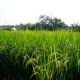 Innovador sistema de producción de arroz disminuye en un 50% el uso de agua