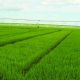 Nueva variedad de arroz destaca en productividad