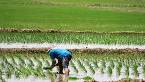 Arroz: el INIA desarrolló una nueva variedad de alto rendimiento
