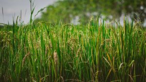 Logran propagar una variedad comercial de arroz híbrido como clon a través de semillas