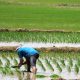Agricultores aprenden sobre buenas prácticas en la producción de arroz