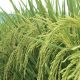 Híbridos de arroz, nueva alternativa para la sostenibilidad  del cultivo