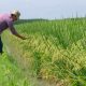 Colombia: Lanzan la primera variedad de arroz biofortificado con zinc
