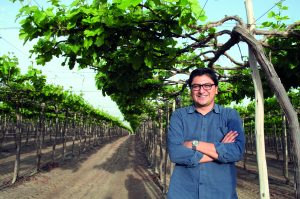 Detrás del mercado de EE UU y a la pelea con la uva californiana