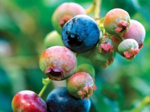 Uso de atriles con mallas durante  la labor de cosecha de arándanos: Una urgencia para asegurar su calidad poscosecha