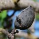 Superficie afectada por la avispilla del almendro suma 200.000 hectáreas en España