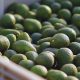 Se abre el mercado de Colombia a la palta peruana