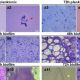 Estudian formación de biopelículas de Xanthomonas arboricola pv. Pruni en frutales de hueso y almendro