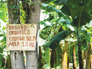 La producción orgánica  busca consolidarse