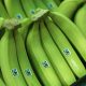 INIA incorpora variedades de banano orgánico con resistencia al Fusarium raza 4 tropical
