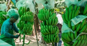 Latinoamérica: producción de banano crecería 36 millones de toneladas para 2030