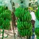 Latinoamérica: producción de banano crecería 36 millones de toneladas para 2030