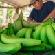 Productores de banano orgánico adquieren infraestructura gracias a Agroideas