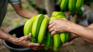 WUR y KeyGene se unen a la tarea de desarrollar variedades africanas de banano resistentes al TR4