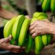 Ventas de banano ecuatoriano a Rusia caen por el clima y la escasez de contenedores