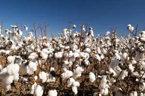 BASF compra a Bayer parte de su catálogo de productos fitosanitarios y de semillas