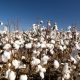 BASF compra a Bayer parte de su catálogo de productos fitosanitarios y de semillas