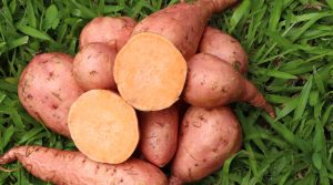 Batata: una especie conservada tradicionalmente y con alto potencial