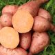 Batata: una especie conservada tradicionalmente y con alto potencial