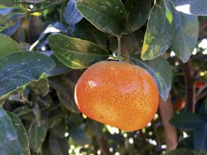 Ventas de frutas con vitamina C aumentaron en 550% en Holanda