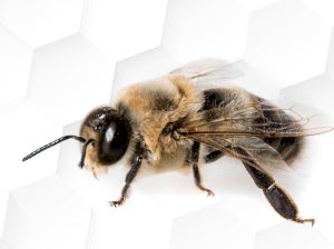 Nuevos proyectos buscan proteger a las abejas, las diminutas e indispensables asociadas del mundo agrícola