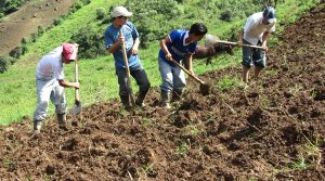 Biocarbones son eficaces en la recuperación de suelos deteriorados