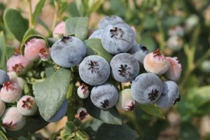 Arándanos de Chile Temporada 2019-2020: ¿Sigue Chile en el juego?