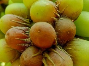 El  A, B, C de Botrytis en uva de mesa de exportación