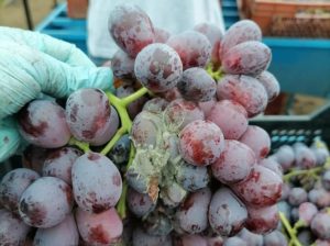 Sorprendentes avances y descubrimientos en Botrytis de la vid