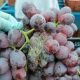 Sorprendentes avances y descubrimientos en Botrytis de la vid