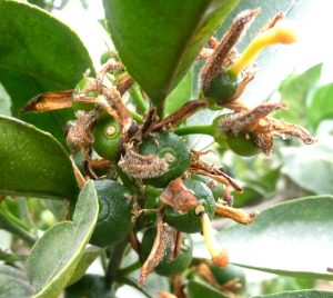 Una herramienta para reducir los residuos en la fruta