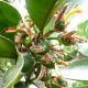 Una herramienta para reducir los residuos en la fruta